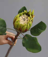 Load image into Gallery viewer, King Protea Protea Cynaroides National flower of South Africa - BestVase