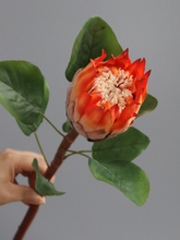 Load image into Gallery viewer, King Protea Protea Cynaroides National flower of South Africa - BestVase