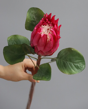 Load image into Gallery viewer, King Protea Protea Cynaroides National flower of South Africa - BestVase