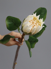 Load image into Gallery viewer, King Protea Protea Cynaroides National flower of South Africa - BestVase