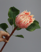Load image into Gallery viewer, King Protea Protea Cynaroides National flower of South Africa - BestVase