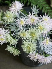 Load image into Gallery viewer, Barberton Daisy Chrysanthemum Silk Simulation Flower - BestVase