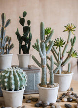 Load image into Gallery viewer, Artificial Cactus Little Stems Potting Tropical Desert Plant Pot Culture Window Decoration - BestVase