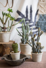Load image into Gallery viewer, Artificial Cactus Little Stems Potting Tropical Desert Plant Pot Culture Window Decoration - BestVase