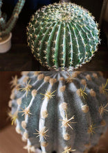 Load image into Gallery viewer, Artificial Cactus Global Elliptic Stems Tropical Desert Plant Window Decoration - BestVase