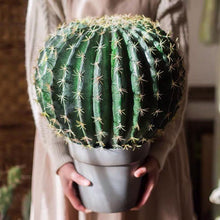 Load image into Gallery viewer, Artificial Cactus Global Elliptic Stems Tropical Desert Plant Window Decoration - BestVase