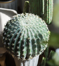 Load image into Gallery viewer, Artificial Cactus Global Elliptic Stems Tropical Desert Plant Window Decoration - BestVase