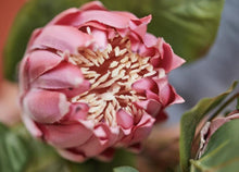 Load image into Gallery viewer, King Protea Protea Cynaroides National flower of South Africa - BestVase