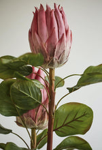 Load image into Gallery viewer, King Protea Protea Cynaroides National flower of South Africa - BestVase