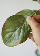 Load image into Gallery viewer, King Protea Protea Cynaroides National flower of South Africa - BestVase