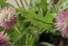 Load image into Gallery viewer, Silybum Simulation Silk Flower Marianum Cardus Marianus Mediterranean Blessed Milkthistle Marian Mary - BestVase