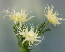 Load image into Gallery viewer, Asterism Silk Flower Artificial Flower Plants Branches Grass Photographic Props Home Decoration American Countryside Style - BestVase