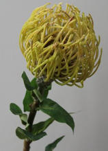 Load image into Gallery viewer, Leucospermum Silk Flower Simulation Flower for Wedding Party - BestVase

