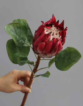 King Protea Protea Cynaroides National flower of South Africa - BestVase