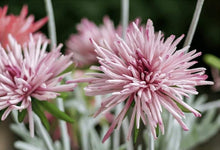Load image into Gallery viewer, Barberton Daisy Chrysanthemum Silk Simulation Flower - BestVase
