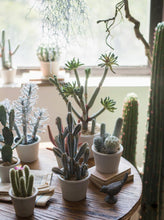 Load image into Gallery viewer, Artificial Cactus Little Stems Potting Tropical Desert Plant Pot Culture Window Decoration - BestVase
