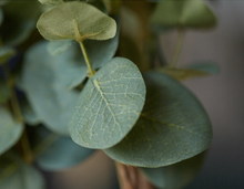 Load image into Gallery viewer, Eucalyptus Silk Flower Wedding Party Decor Home décor 3 Flowers &quot;Gift&quot; - BestVase
