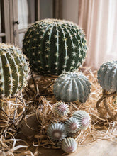Load image into Gallery viewer, Artificial Cactus Global Elliptic Stems Tropical Desert Plant Window Decoration - BestVase
