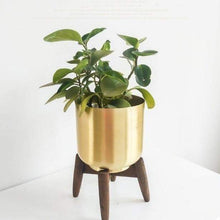 Load image into Gallery viewer, Amir Gold Plant Stand
