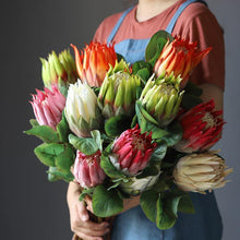 Load image into Gallery viewer, King Protea Protea Cynaroides National flower of South Africa - BestVase
