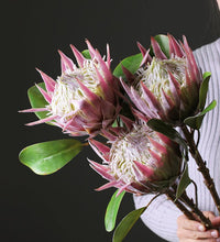 Load image into Gallery viewer, King Protea Protea Cynaroides National flower of South Africa - BestVase
