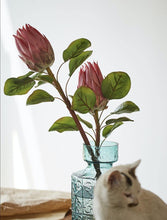 Load image into Gallery viewer, King Protea Protea Cynaroides National flower of South Africa - BestVase
