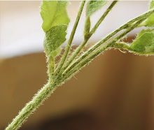 Load image into Gallery viewer, Poppy Flower,Remembrance Poppy Silk Flower Simulation Flower Artificial Flower for Wedding Party Decor - BestVase
