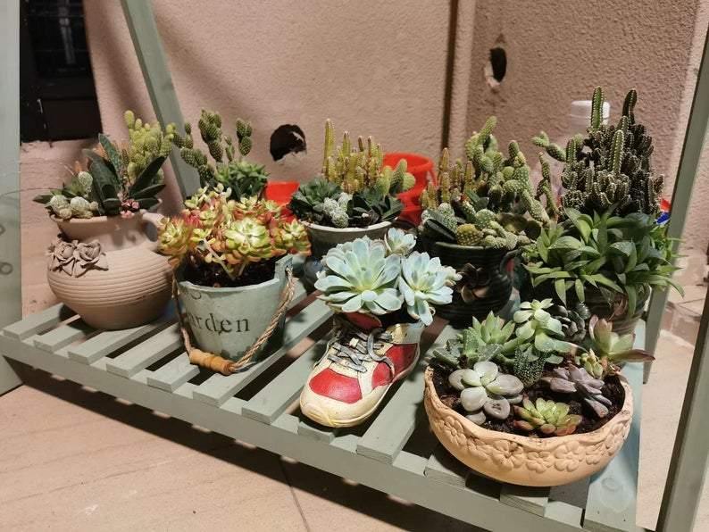 succulent shoes Sneakers Shoes Style Succulent Planter – BestVase