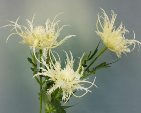 Asterism Silk Flower Artificial Flower Plants Branches Grass Photographic Props Home Decoration American Countryside Style - BestVase