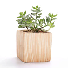 Load image into Gallery viewer, Wood Mirage Ceramic Planter Set 6 pc
