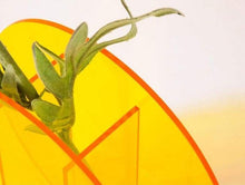Load image into Gallery viewer, Light Transit Acrylic Vase
