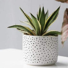 Load image into Gallery viewer, Abstract White Ceramic Planter
