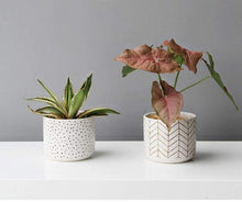 Load image into Gallery viewer, Abstract White Ceramic Planter
