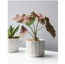 Load image into Gallery viewer, Abstract White Ceramic Planter

