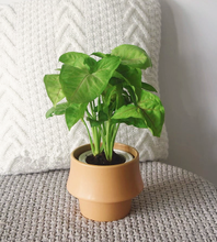 Load image into Gallery viewer, Rosa Ceramic Planter
